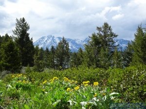 Grand Tetons